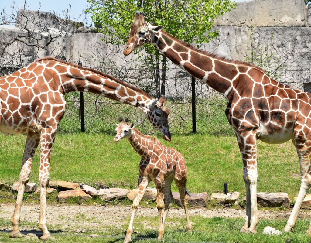 zoo giraffe indiana