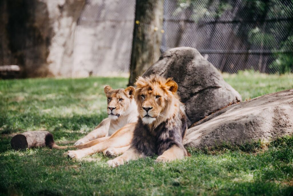 lion zoo indy